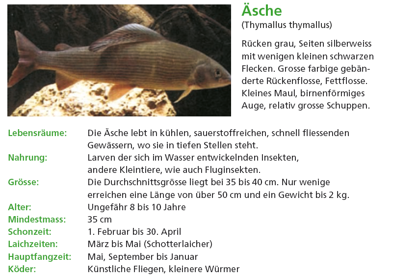 Aesche.PNG - 307.21 KB
