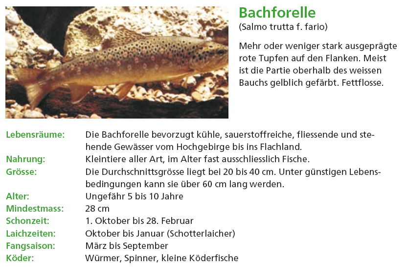 Bachforelle.PNG - 350.50 KB