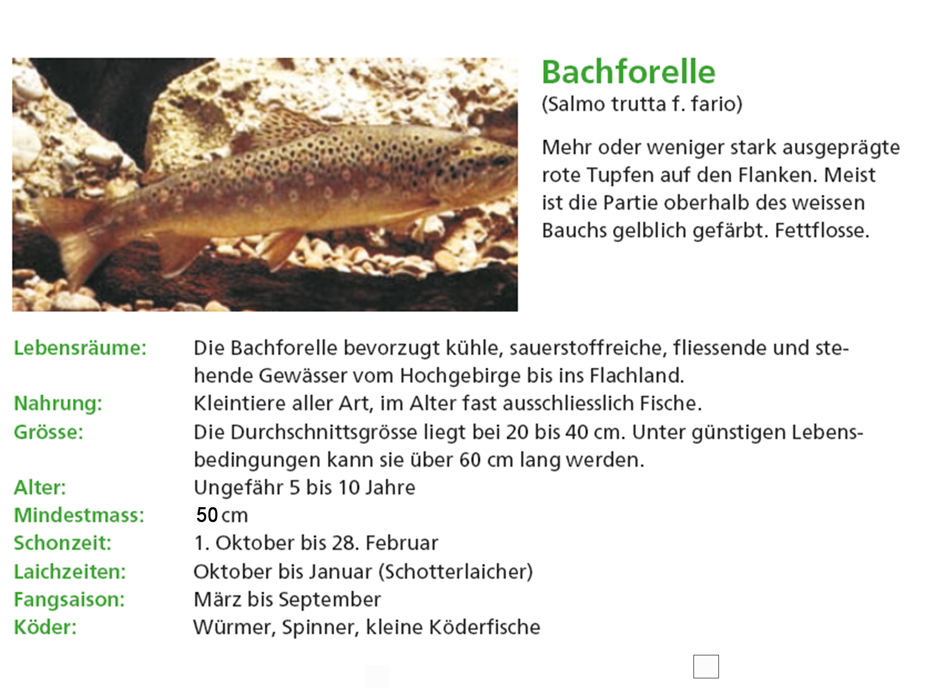 Bachforelle.png - 1.21 MB