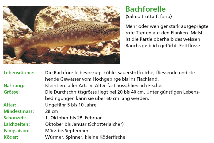 Bachforelle2.PNG - 250.74 KB