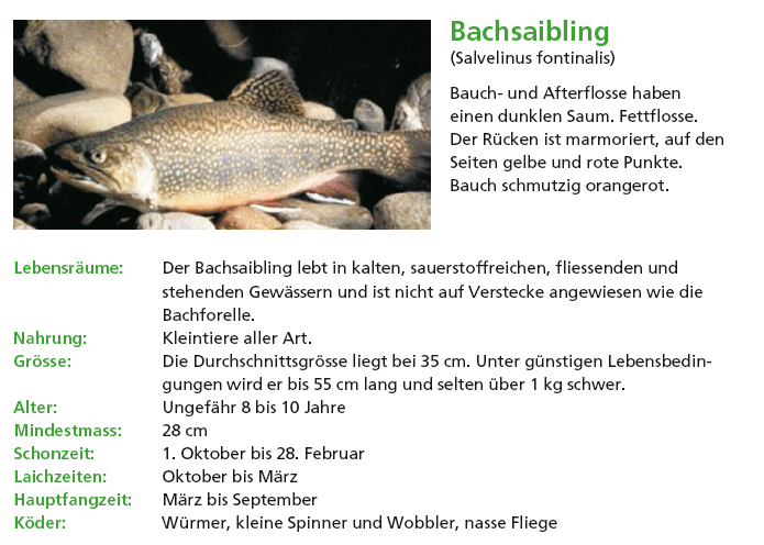 Bachsaibling.PNG - 226.55 KB