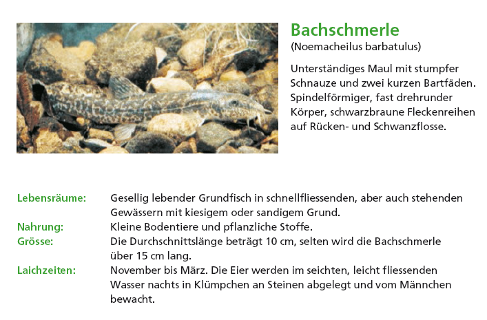 Bachschmerle.PNG - 267.10 KB