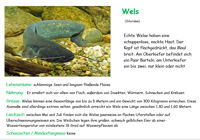 Der_Wels.PNG - 297.99 KB