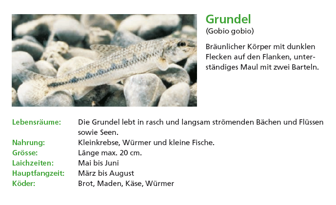 Grundel.PNG - 227.73 KB