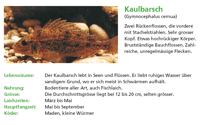 Kaulbarsch.PNG - 229.33 KB