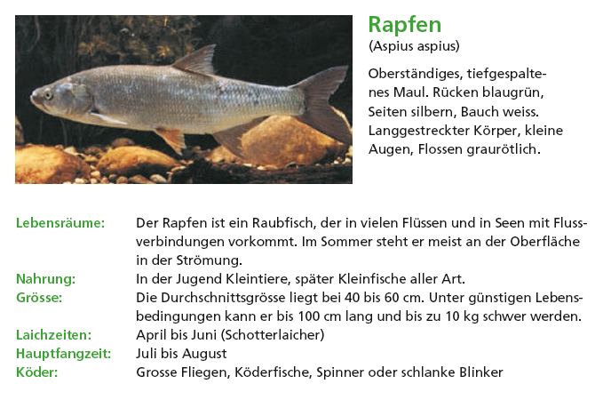 Rapfen.PNG - 218.40 KB